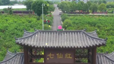 2024年12月20日《孝昌新闻》