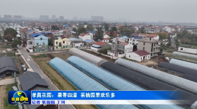 孝昌花园：果香四溢 采摘园里欢乐多 