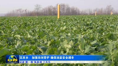 孝昌：油菜“冬管”忙  越冬有妙招