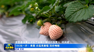 180元一斤！孝昌“白富美草莓”高价畅销