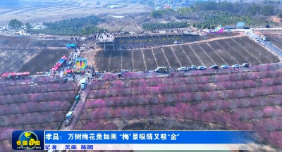 孝昌：万树梅花美如画 “梅”景吸睛又吸“金” 