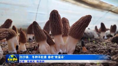 孝昌白沙：冬种羊肚菌 春收“致富伞”