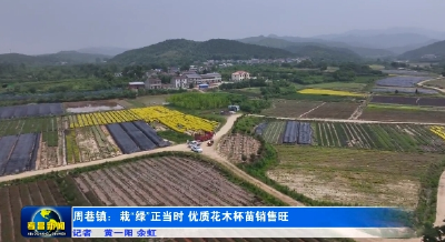 周巷镇：栽“绿”正当时 优质花木杯苗销售旺 
