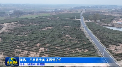孝昌：不负春光美 茶园管护忙 