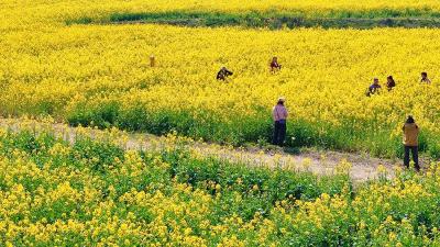 春满荆楚地 花海绘丰年 ——孝昌万亩油菜花迎春绽放