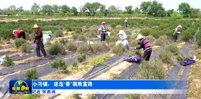 小河镇：迷迭“香”飘致富路
