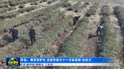 春茶管护忙！“茶博士”为11万亩茶园送良方