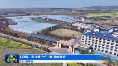 王店镇：科技管护忙 “葡”写新希望