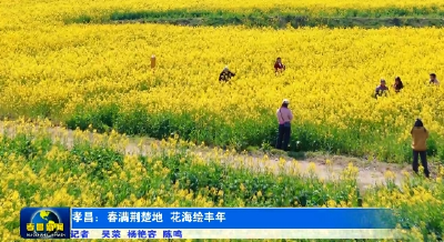 春满荆楚地 花海绘丰年——孝昌万亩油菜花迎春绽放 