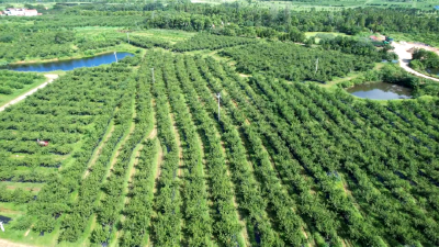 以桃为媒强产业 带富乡村促振兴