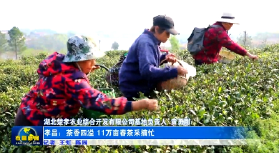 “622”模式激活孝昌茶经济 茶叶成共富“金叶子”