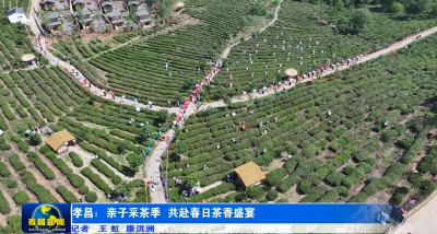 孝昌：亲子采茶季 共赴春日茶香盛宴