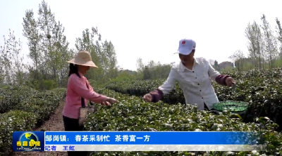 孝昌：春茶采制忙 茶香富一方