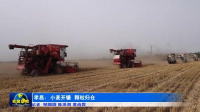 孝昌：小麦开镰 颗粒归仓
