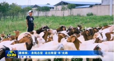 唐根根：身残志坚  走出致富“羊”光路