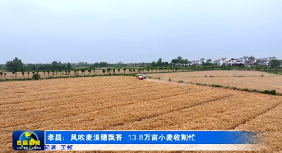 孝昌：风吹麦浪穗飘香 13.8万亩小麦收割忙 