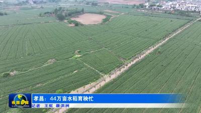 孝昌：44万亩水稻育秧忙