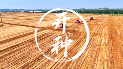 湖北孝昌：小麦收完啦~  玉米开种！