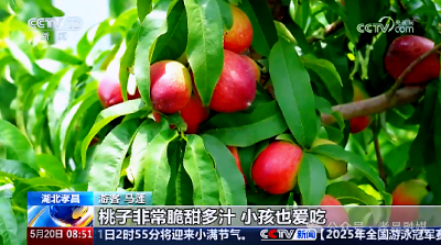 央视关注孝昌：早桃抢“鲜”上市 采摘观光受青睐