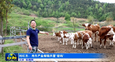 刘红方：肉牛产业解锁共富“密码”
