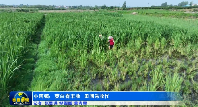 孝昌小河：茭白喜丰收  田间采收忙  