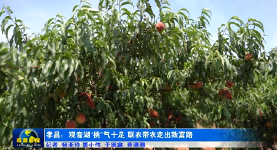 孝昌：观音湖“桃”气十足 联农带农走出致富路 