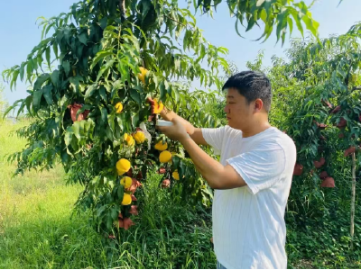 刘明：返乡创业助振兴 勇闯致富“桃”金路 