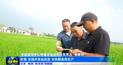 孝昌：“科技护航”战高温 农技服务保生产