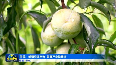 7月必吃这一口！孝昌自带蜂蜜香的李子成熟啦～
