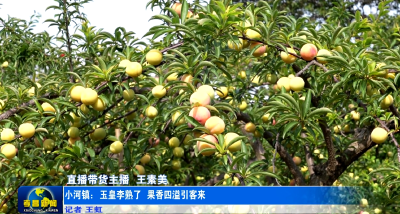 孝昌：玉皇李熟了 果香四溢引客来