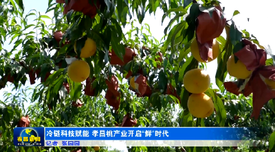 冷链科技赋能 孝昌桃产业开启“鲜”时代