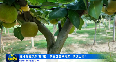 这才是夏天的“甜”蜜！孝昌卫店翠冠梨，清凉上市！