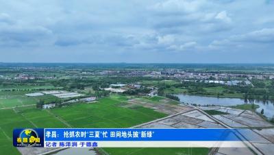 孝昌：抢抓农时“三夏”忙 田间地头披“新绿”