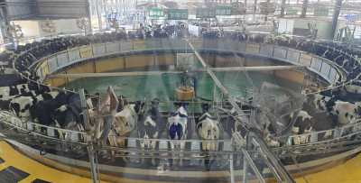 活力中国调研行丨湖北南漳这家养牛场，“牛”在哪里？