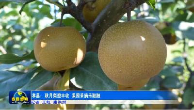 孝昌：秋月梨迎丰收 果园采摘乐融融