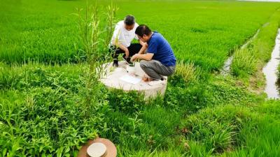 孝昌王店：抗旱保灌 筑牢农田生命线