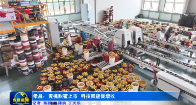 孝昌：黄桃甜蜜上市 科技赋能促增收