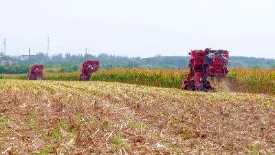 孝昌：千亩饲料玉米喜丰收 “机收+订单”助农增收 