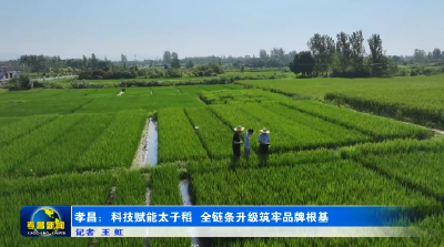 孝昌：科技赋能太子稻 全链条升级筑牢品牌根基 