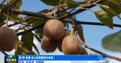 甜“猕”来袭 这儿的猕猴桃丰收啦！