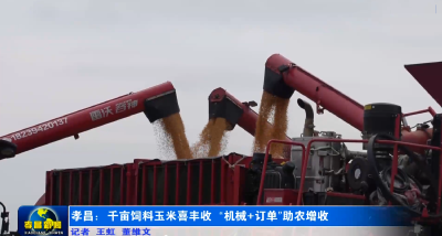 孝昌：千亩饲料玉米喜丰收 “机械+订单”助农增收