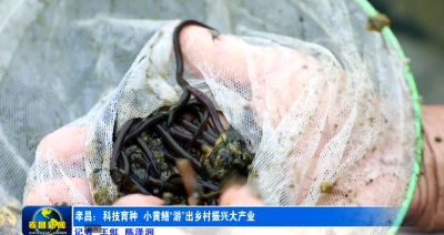 孝昌：200万尾小黄鳝“游”出大产业