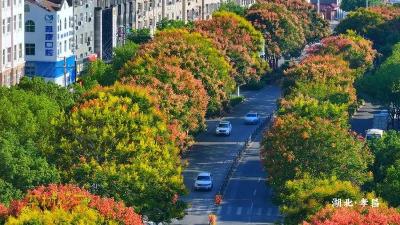孝昌：栾树花开扮靓秋光 城市道路变身浪漫画廊