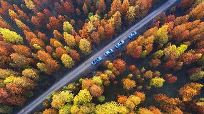 24℃！气温回升！赏秋正当时→