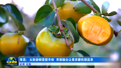 每斤卖到二三十元！孝昌产的水果界“爱马仕”上市 