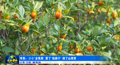 孝昌：小小“金果果” 富了“钱袋子” 绿了山窝窝 