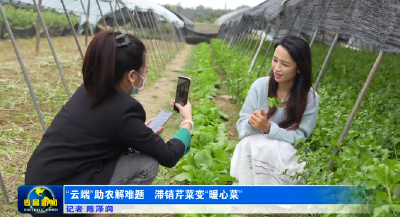 百亩芹菜滞销 这场公益助农太暖心！ 