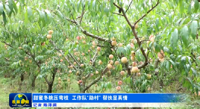 甜蜜冬桃压弯枝 工作队“助村”帮扶显真情