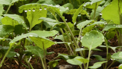 孝昌花西：油菜新绿破土 秋播绘就新图景