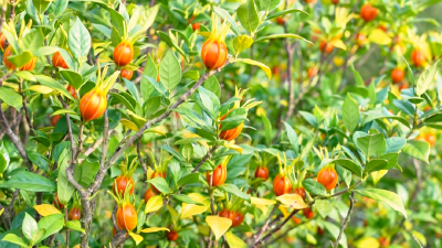 孝昌：小小“金果果” 富了“钱袋子” 绿了山窝窝